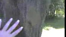 Menhirs