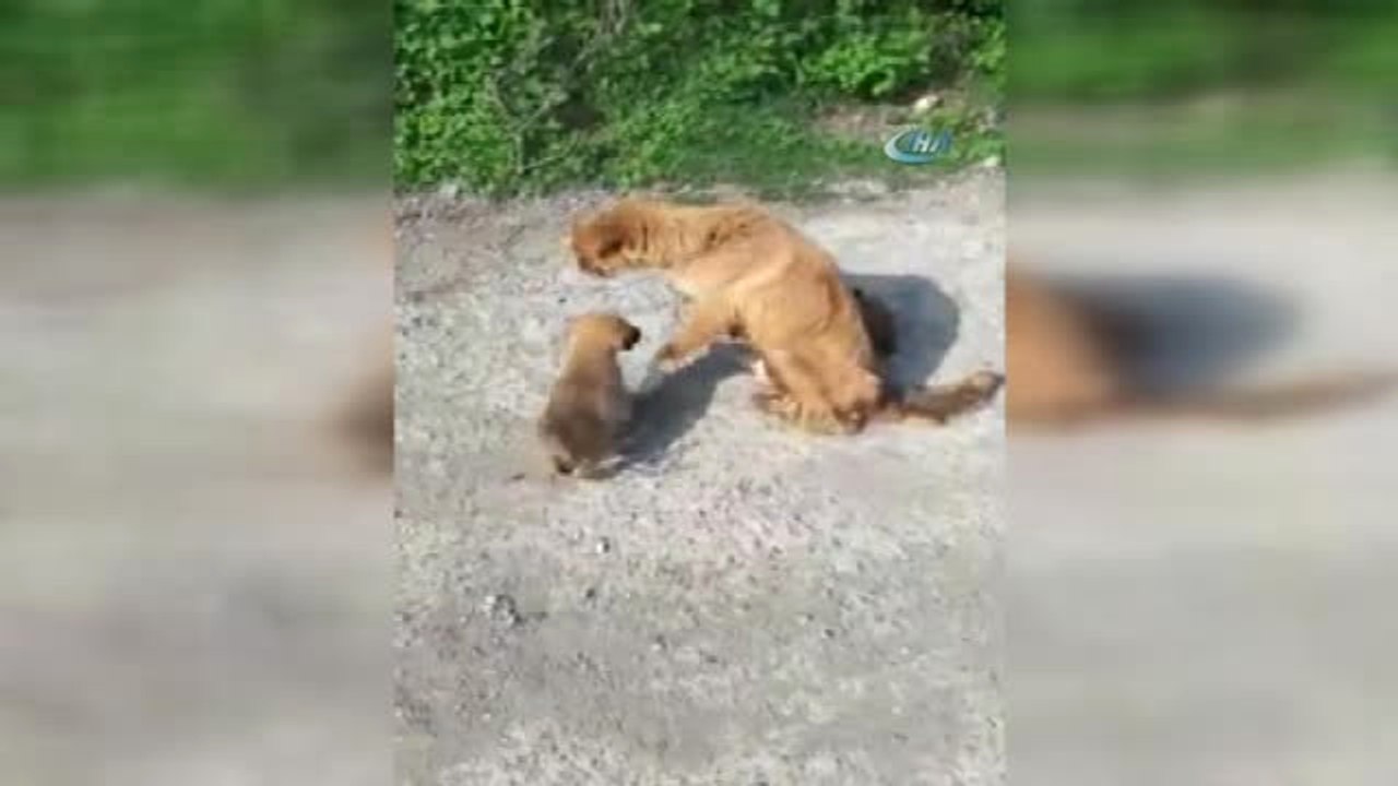 Yaralı Halde Bulduğu Köpeği Tarım Aracıyla 30 Kilometreden Tedaviye Getirdi