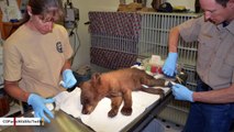 Wildlife Authorities Save Bear Cub Found With Burnt Paws