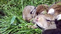 Cute Baby Bunnies 2 Weeks Old Amazing Little Babies Rabbits Video