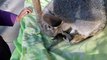 Super Cute Bunny Mama Feeding Their Cutest Babies Rabbits