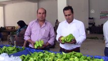 Tescilli Kale biberinin hasadına başlandı - DENİZLİ