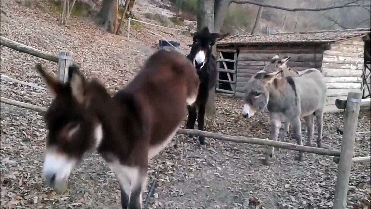 Schlauester Esel der Welt??!