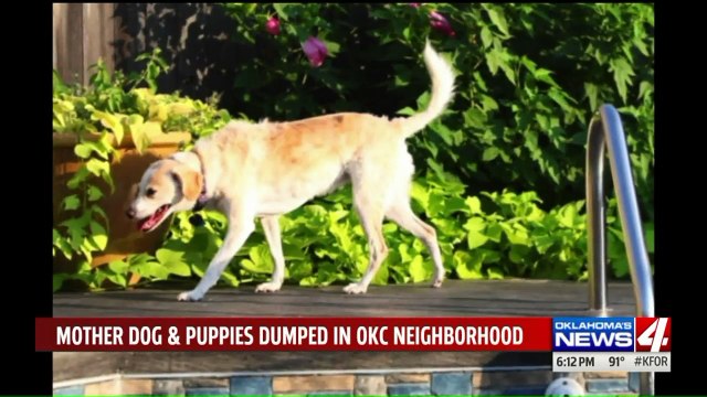 Surveillance Video Captures Man Dumping Dog, Four Puppies in Oklahoma Neighborhood