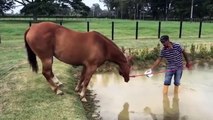 Cute And funny horse Videos Compilation cute moment of the horses - Soo Cute! #33