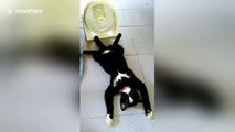 Cool kitty! Chilled-out cat stretches out in front of fan during heatwave