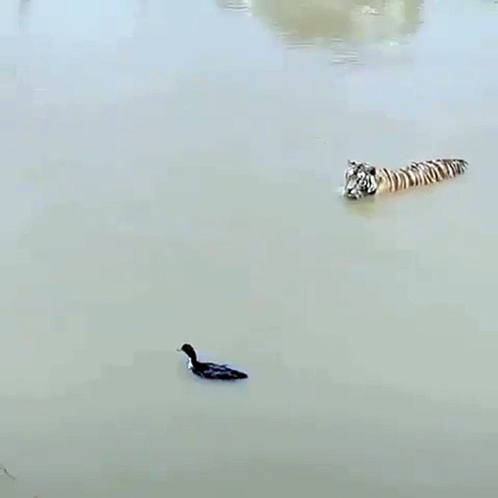 ऐसा शिकारी कभी देखा है आपने?