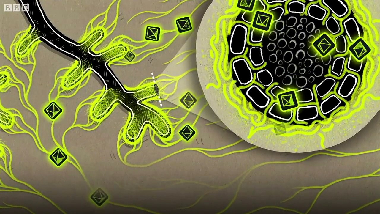 How trees secretly talk to each other - BBC News