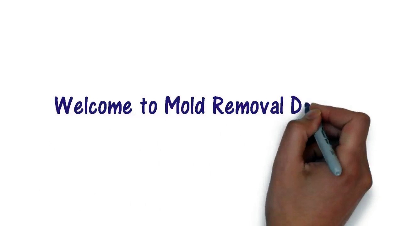 Best Mold Abatement Atl GA