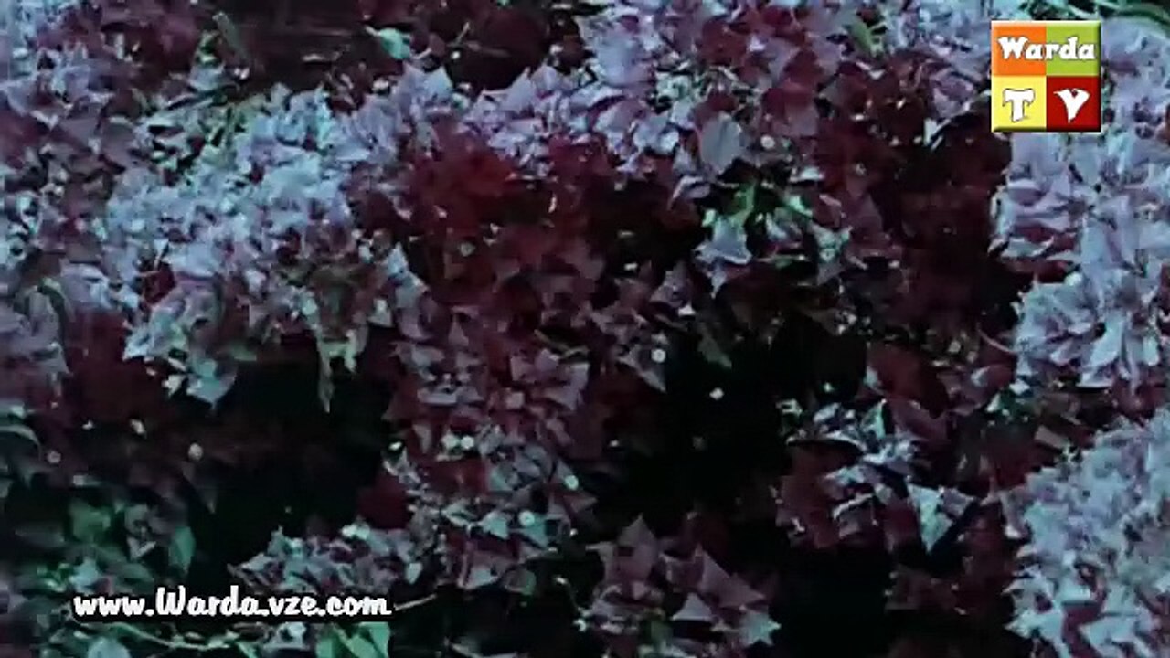 وردة - الورد ياما | من فيلم أميرة العرب 1963