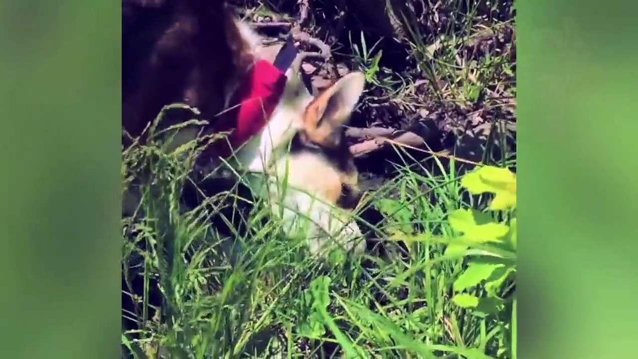 10 COMPORTEMENTS DE VOTRE ANIMAL DE COMPAGNIE QUE VOUS NE COMPRENIEZ PAS | Lama Faché