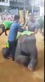 Observa como este Inocente bebé Elefante a sido cruelmente esclavizado,  como su explotador se asegura de que se horririze
