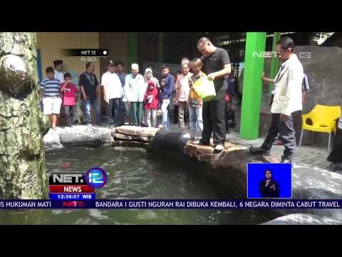 Penghobi Ikan Arapaima -NET12