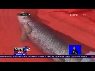 Video Ikan Arapaima Dilepas Viral di Medsos - NET 12