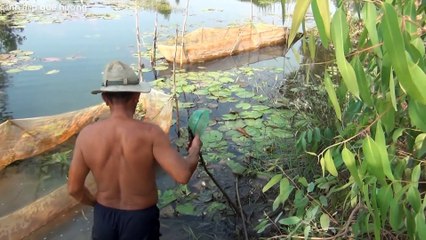 Bắt cá lia thia đồng nghề mưu sinh của người dân miền Tây