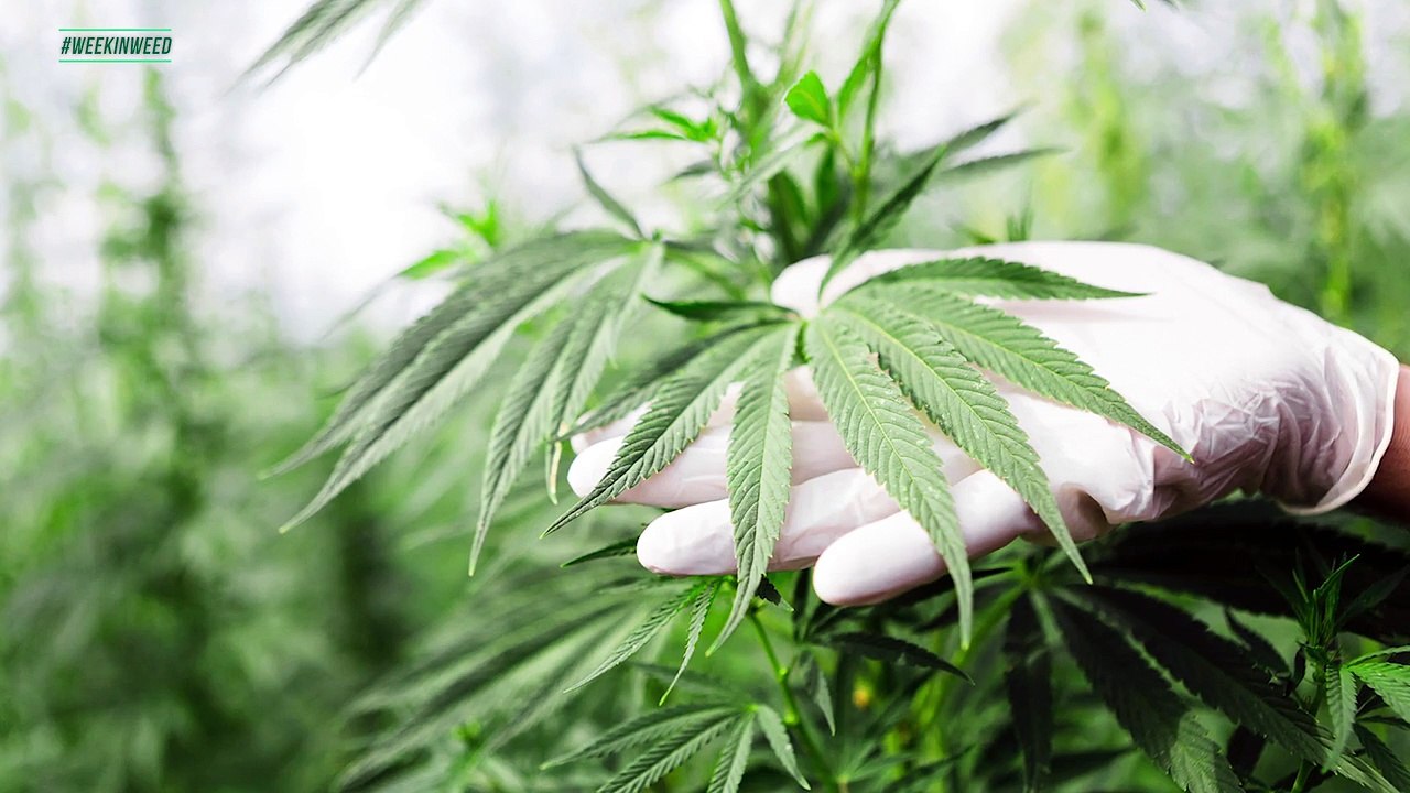 The FDA and The Big3 Say "Yes" to Cannabis. This is the Week in Weed!