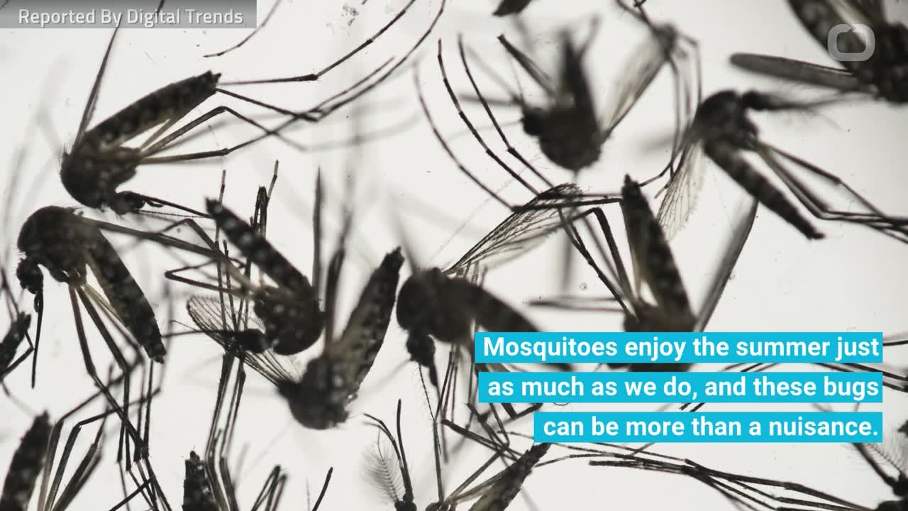 What Helps Keep Mosquitos At Bay?