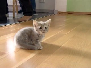 Cute munchkin baby kitten talks too much