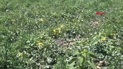 Aydın Malçlı Yöntemle Verimi 3'e Katladı