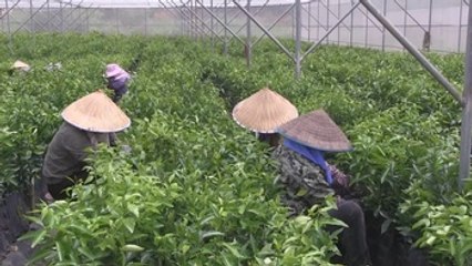 Cultivar melones, una forma de salir de la pobreza en la China rural