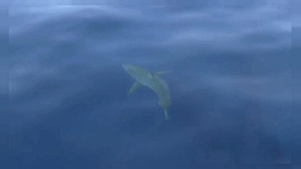 Avistado tubarão branco nas Baleares