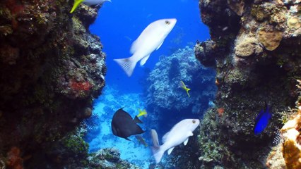 Anglerfish - Mysterious Deep-Sea Creature