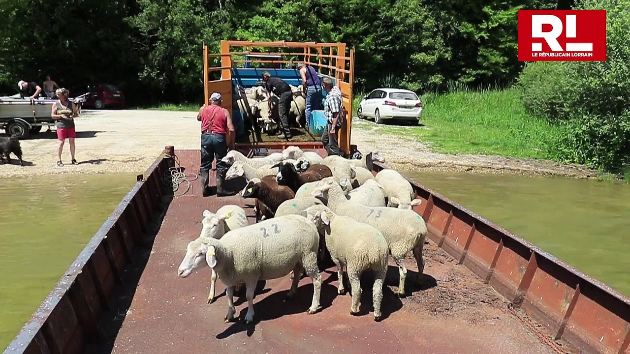 Embarquez avec quatre-vingts moutons direction une île au centre du lac de la Madine