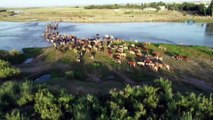 Diyarbakır'da Çobanları Hayvanlar Sıcak Korumak İçin Hergün Dicler Nehrin'den Geçiriyorlar İHA