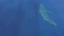 Erstmals seit 30 Jahren: Weißer Hai vor Mallorca