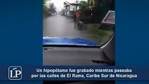 (VIDEO) Un hipopótamo bebé impresionó a los pobladores de El Rama, en la Costa Caribe Sur de Nicaragua, cuando lo vieron pasearse por las calles de la ciudad. E