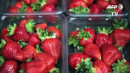 British summer fruits industry worried about Brexit