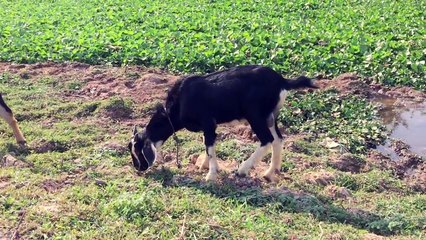 Amazing Goat in my Country - Funny goat in Cambodia (3)