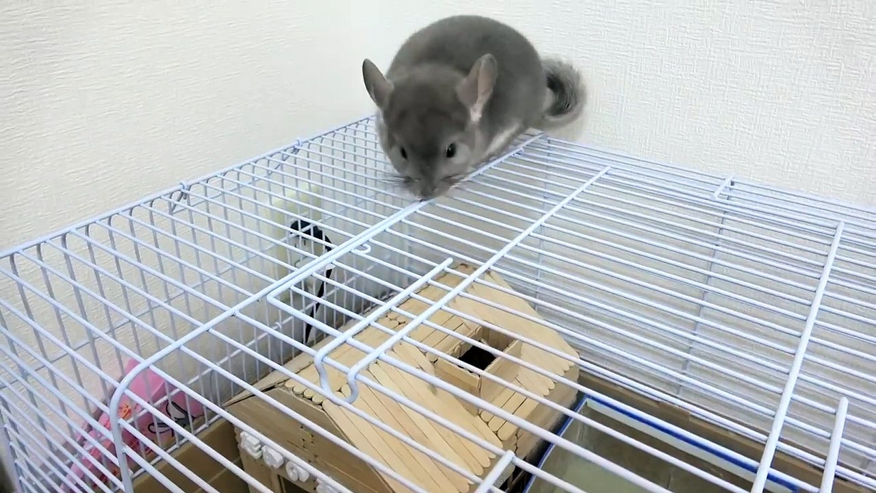 もしも飼い主が倒れていたら一番先に助けてくれる子はどの子！？