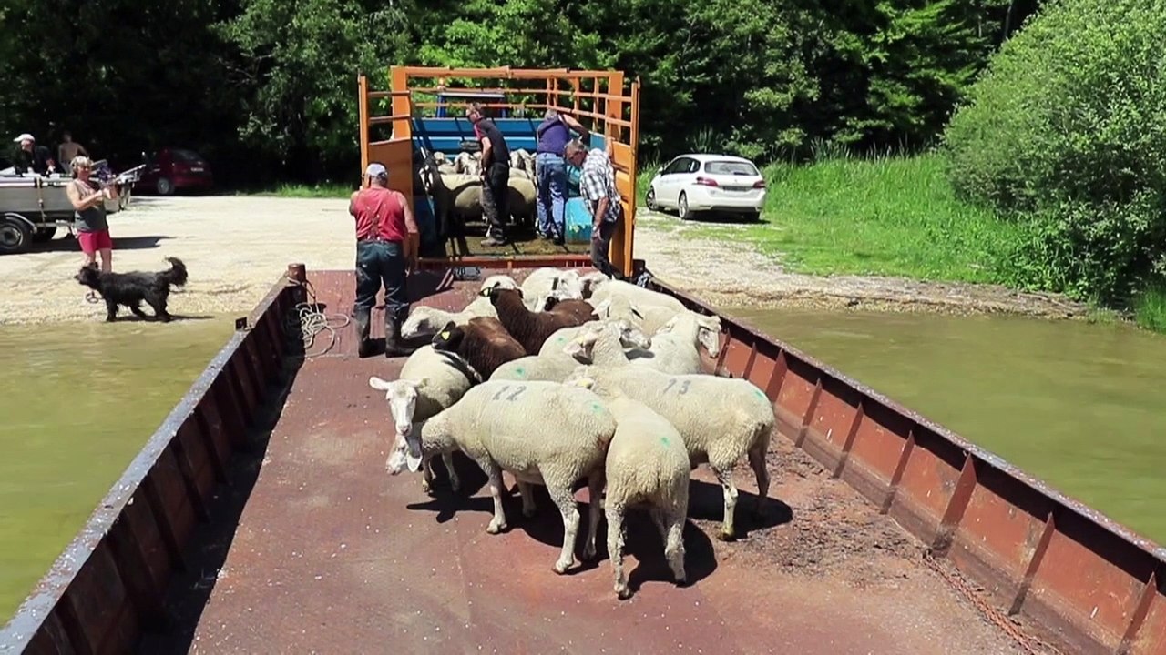 Embarquez avec quatre-vingt moutons pour une île au centre du lac de Madine