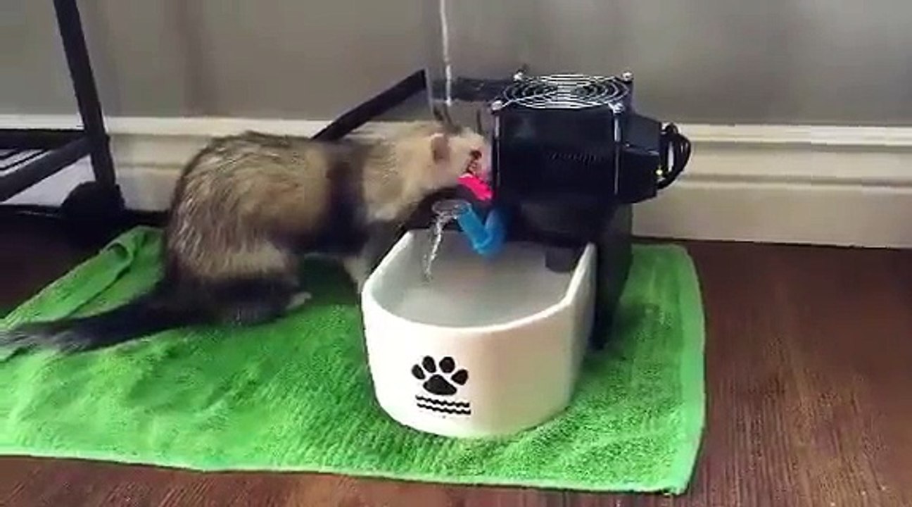 Ferret Loves Glacier Point Perfect Pet Fountain | Glacier Point Pet Fountains