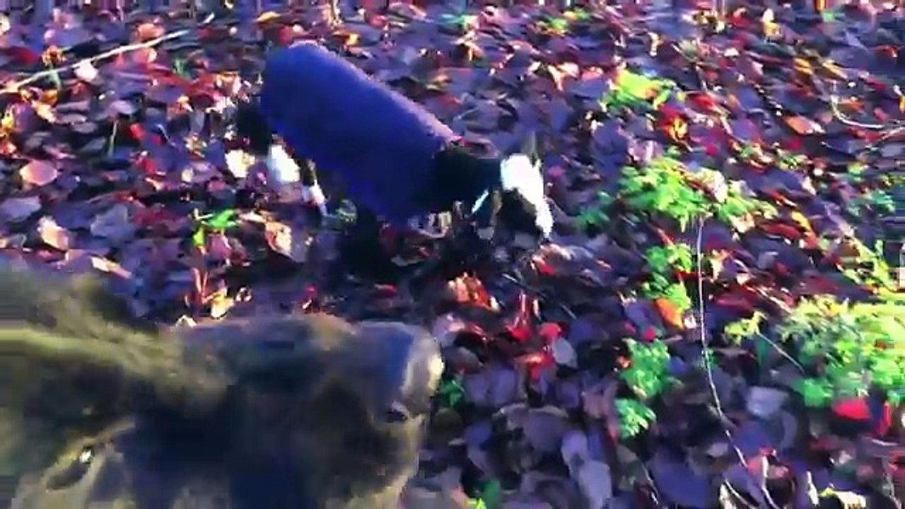 Out for a Pet lamb walk