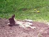 Rabbit taking a dust bath 2