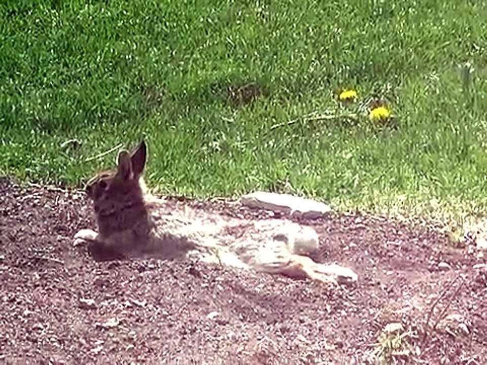 Rabbit taking a dust bath 2