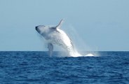 Une baleine fait d'incroyables sauts dans la baie de Tokyo