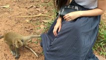Everyday Baby Monkey Playing With Tourist Girl