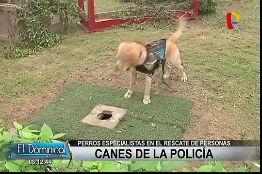 Policía certifica a 23 canes especialistas en búsqueda y rescate de personas