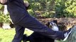 Spring in meine Arme in 100 Sekunden! Hundetrick Australian Shepherd Clickertraining Tutorial