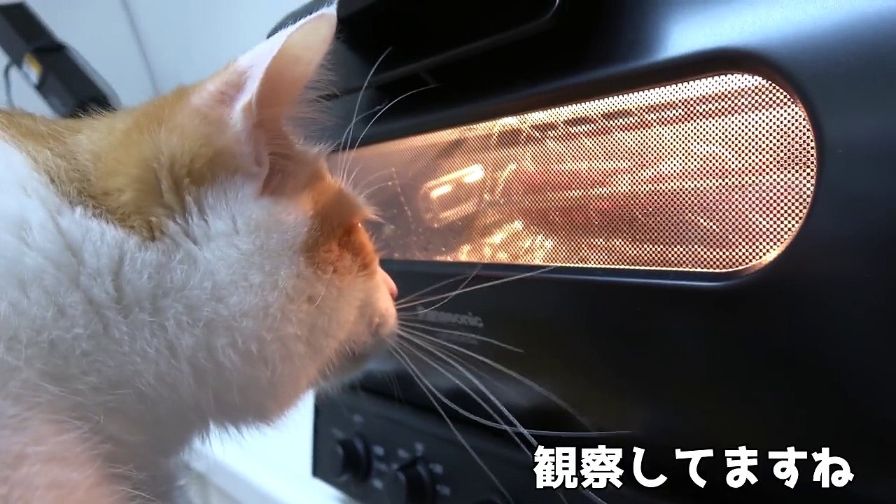 猫たちにローストビーフを作ってみたらすごい勢いで食いついたwww