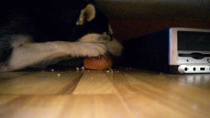 A dangerous thief was caught in the act