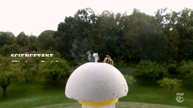 Les araignées qui volent