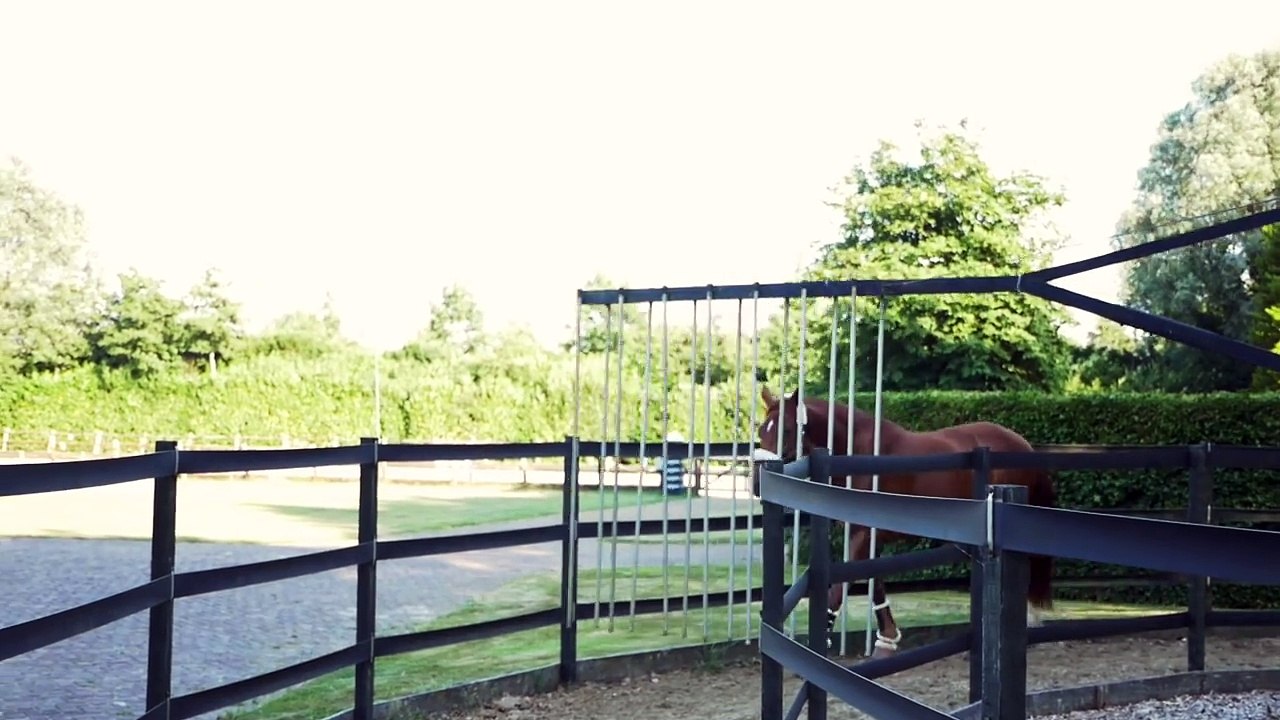 DRESSAGE HORSE MEETS SHETLAND STALLION PART 2 || MATT HARNACKE