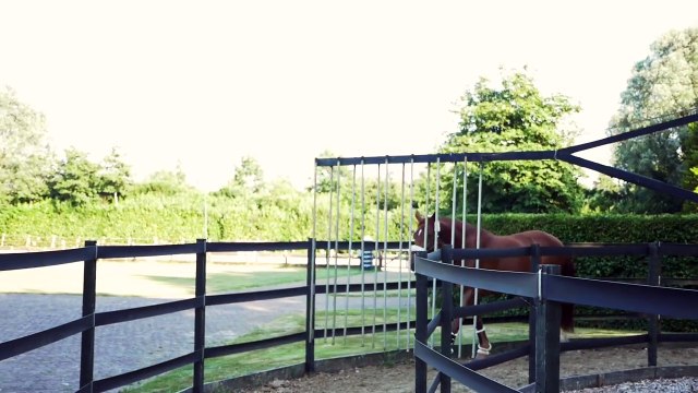 DRESSAGE HORSE MEETS SHETLAND STALLION PART 2 || MATT HARNACKE