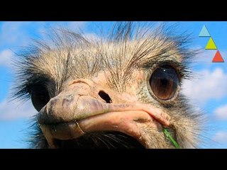 8 Curiosidades locas de los PÁJAROS