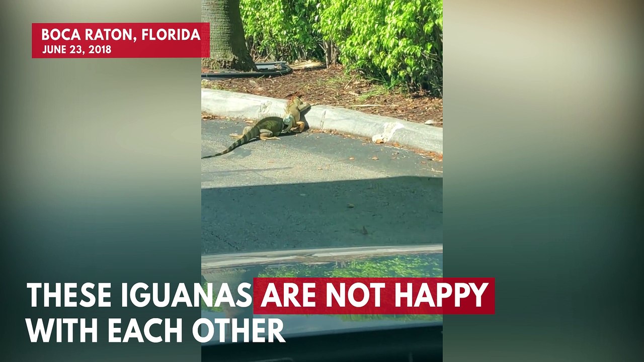 Iguanas Have Parking Lot Fight Outside Florida Starbucks
