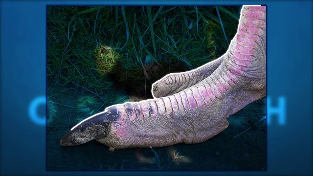 Can We Bring Dinosaurs Back To Life?